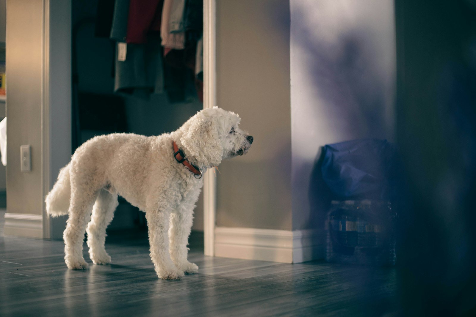 Cachorro para apartamento: cão de pelagem cacheada branca parado atento em corredor de casa