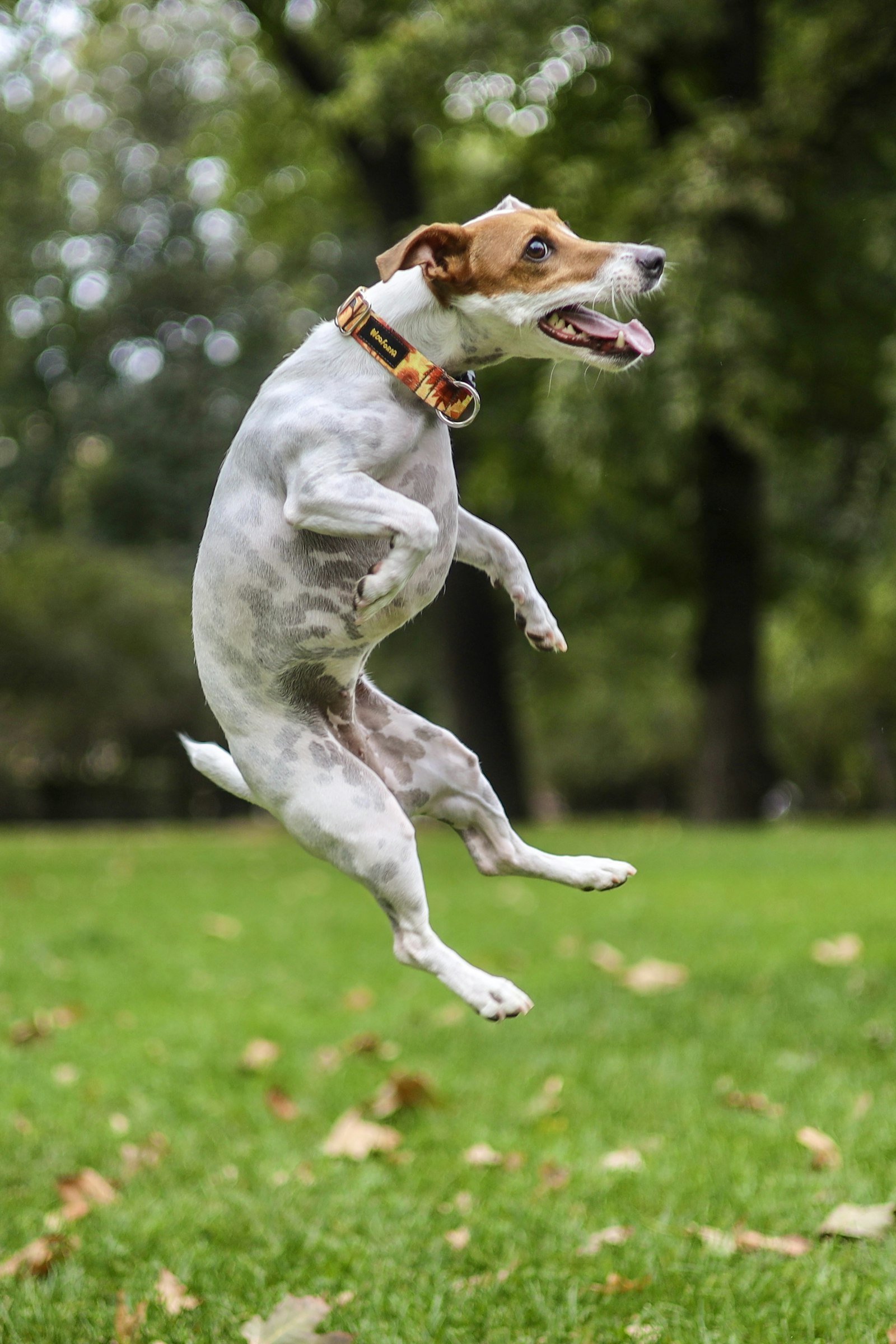 Cachorro para apartamento: Jack Russell Terrier pulando com muita energia em um parque