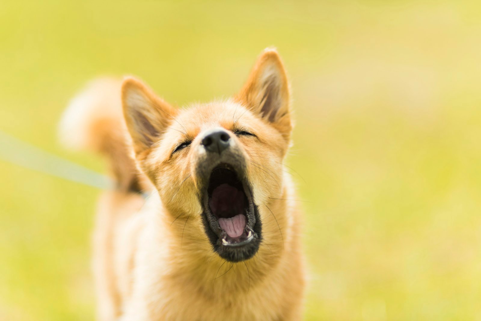 Cachorro para apartamento: cão latindo de boca aberta, alerta e vocal