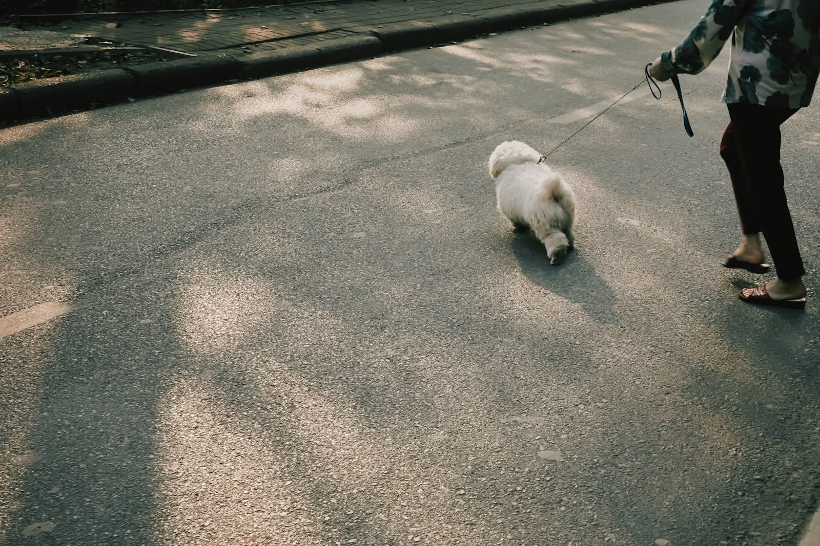 Cachorro para apartamento: tutora passeando com cão pequeno de pelagem branca na calçada