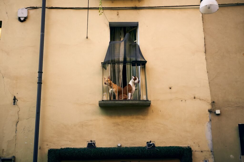 Cachorro para apartamento observando a cidade da janela junto de outro cão na varanda
