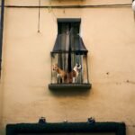 Cachorro para apartamento observando a cidade da janela junto de outro cão na varanda