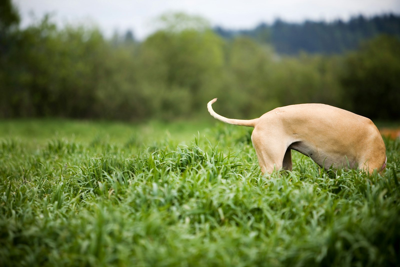 Cachorro pode comer beterraba: cão de pelo claro abaixado na grama alta de um campo aberto