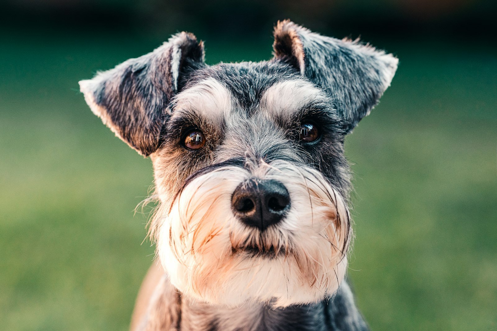 Cachorro pode comer beterraba: Schnauzer miniatura de barba grisalha olhando para a câmera