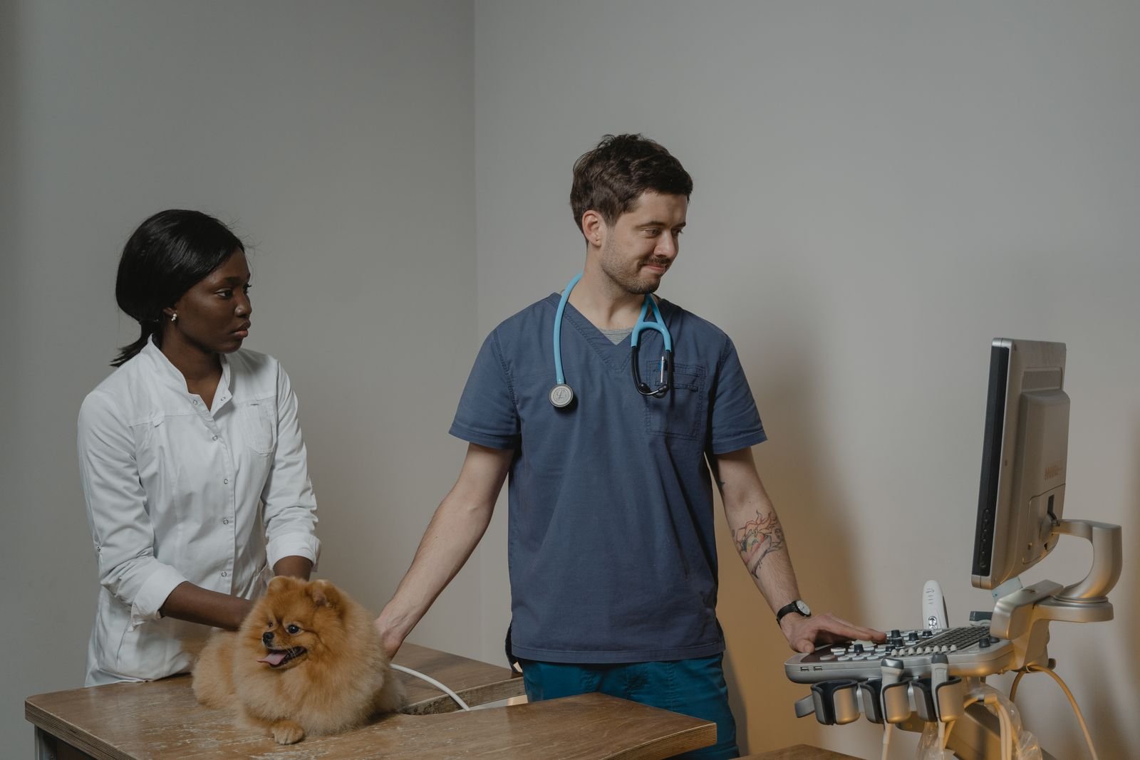 Cachorro pode comer beterraba: veterinários fazendo exame de ultrassom em um cão pequeno sobre a mesa da clínica
