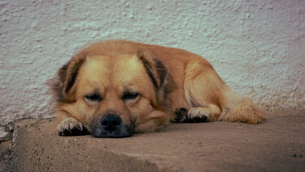 Cachorro pode comer brócolis: cão de pelo dourado deitado com os olhos semicerrados, sinal de sonolência associado ao hipotireoidismo