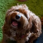 Cachorro pode comer brócolis: cão de pelo caramelo cacheado com a boca aberta, olhando para cima em expectativa por comida