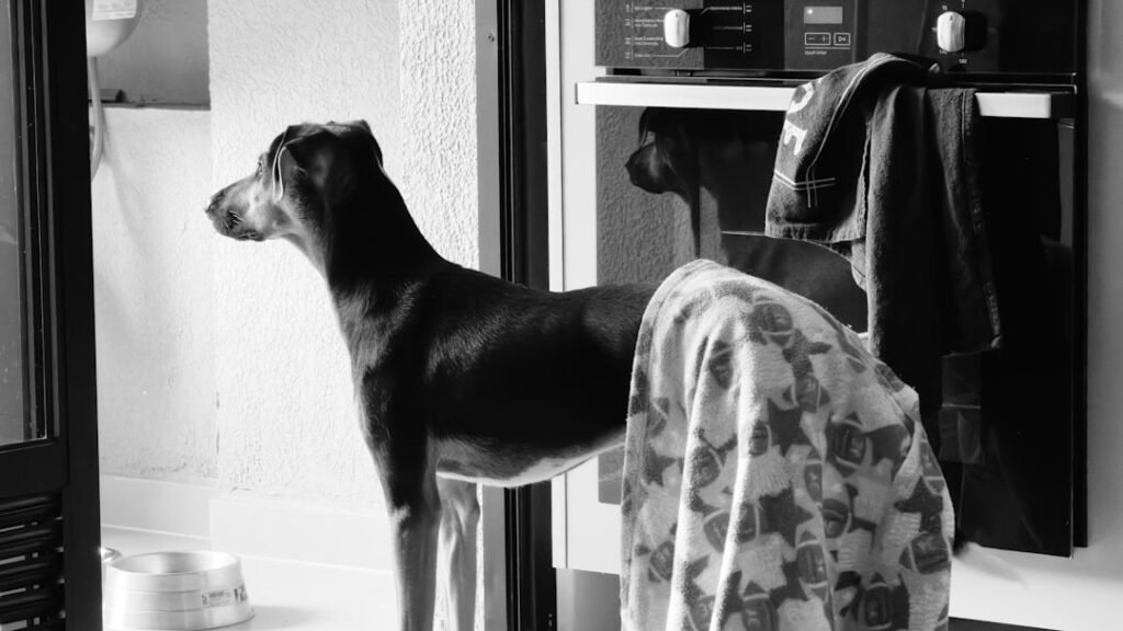 Cachorro pode comer brócolis: cão em pé na cozinha perto do fogão, atento enquanto a comida é preparada