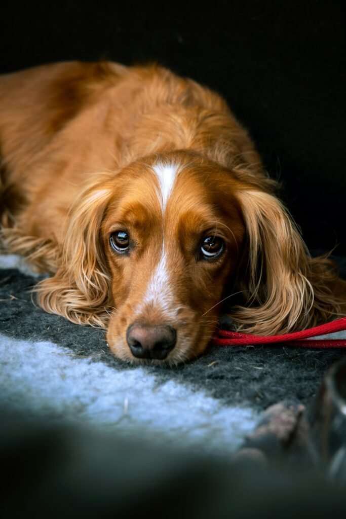 Cachorro pode comer brócolis: cão de pelo caramelo deitado com expressão de desconforto, olhando diretamente para a câmera