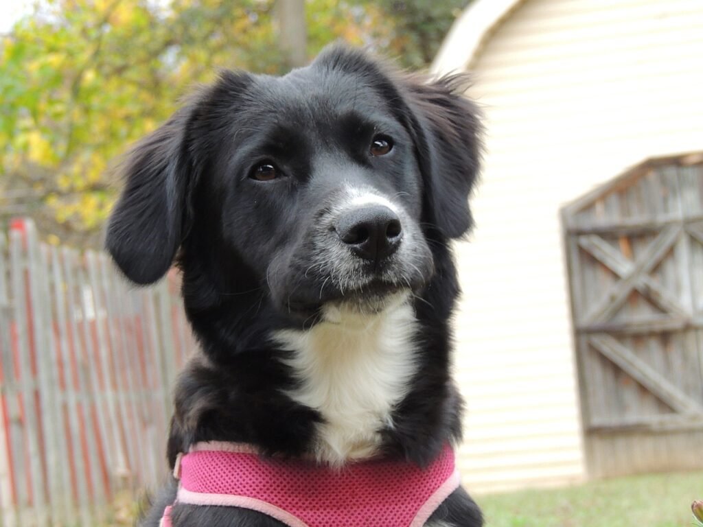 Cachorro pode comer brócolis: cão preto e branco com peitoral rosa, de pelo brilhante e olhar alerta em um quintal