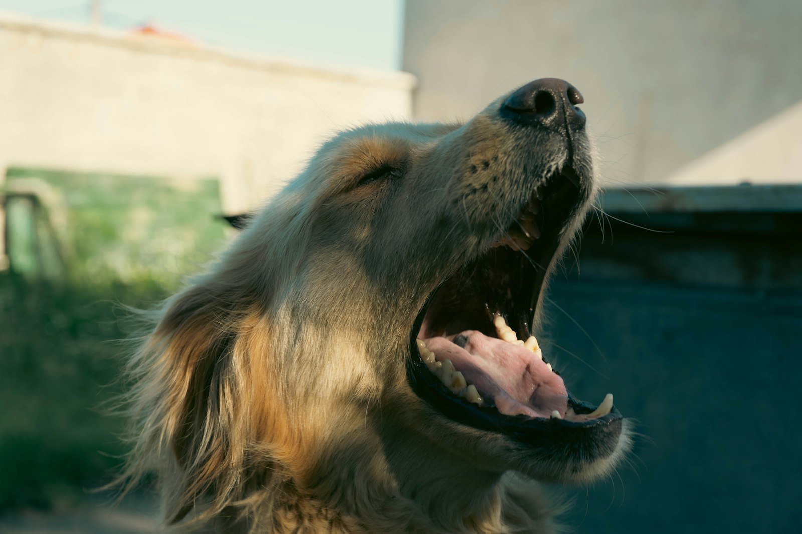 Cachorro pode comer inhame: cão de boca bem aberta, mostrando a língua e os dentes em close