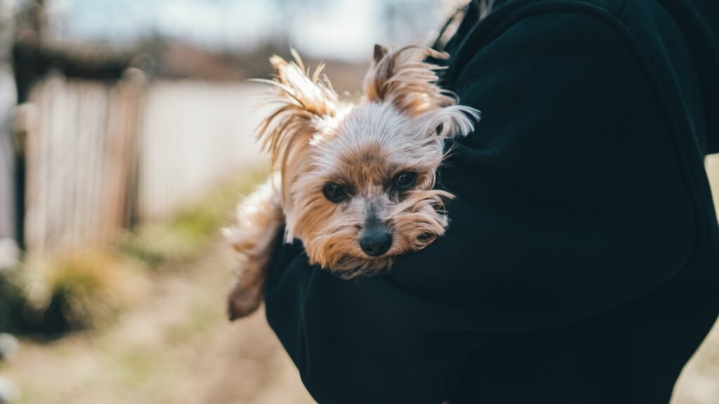 Cachorro pode comer inhame: cão pequeno sendo segurado no colo do tutor em dia ensolarado