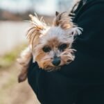 Cachorro pode comer inhame: cão pequeno sendo segurado no colo do tutor em dia ensolarado
