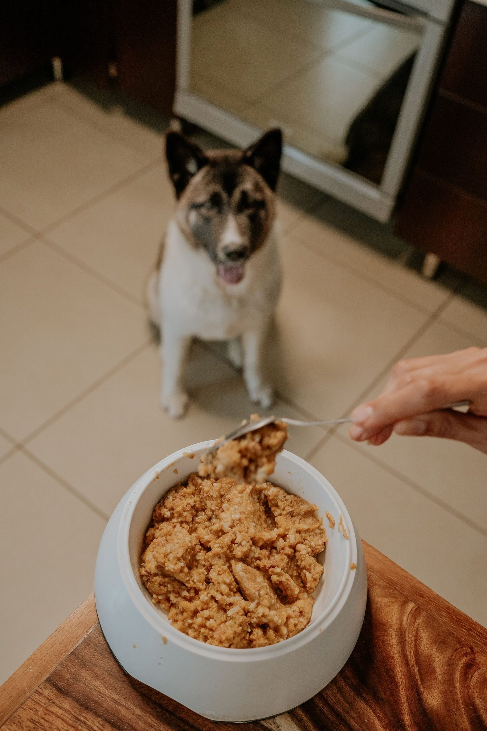 Cachorro pode comer inhame: cão sentado na cozinha observando atento enquanto o tutor prepara a comida