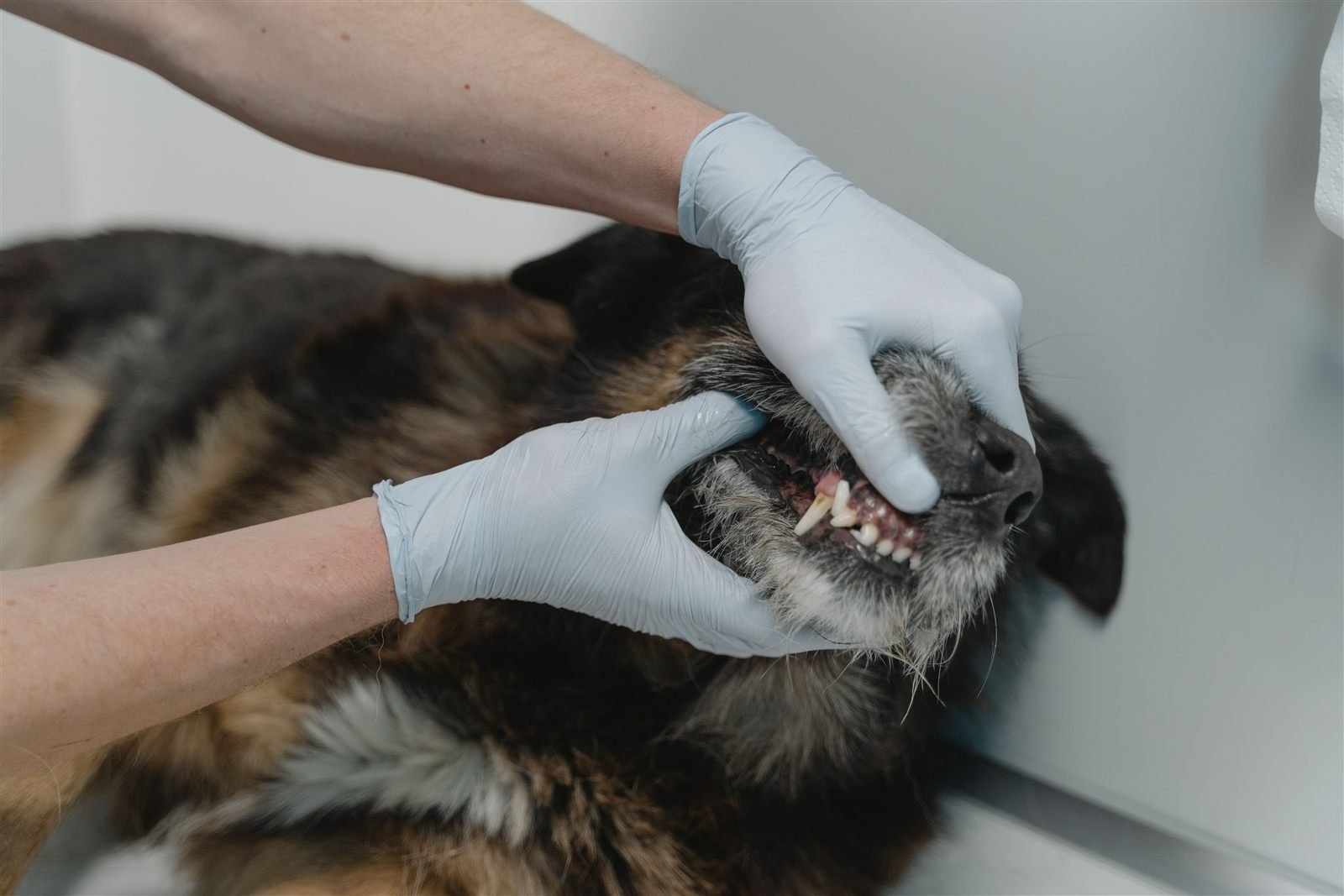 Cachorro pode comer inhame: veterinário com luvas examinando a boca e os dentes de um cão
