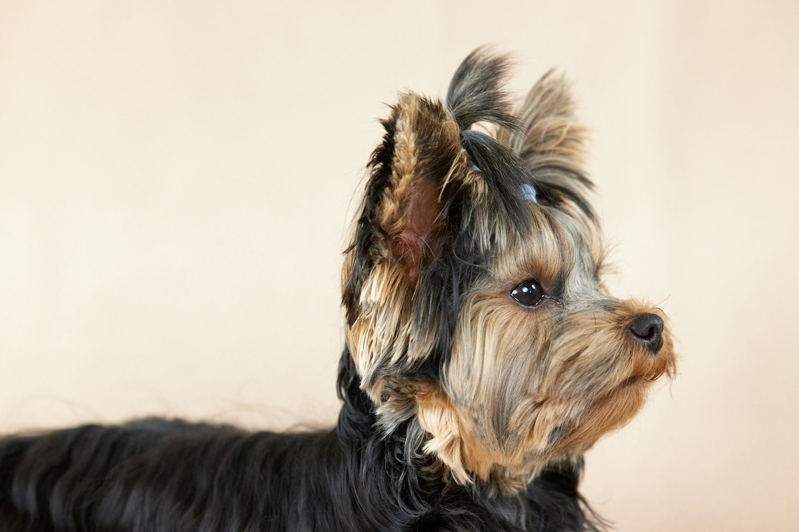 Cachorro pode comer inhame: Yorkshire Terrier em close, olhando para o lado