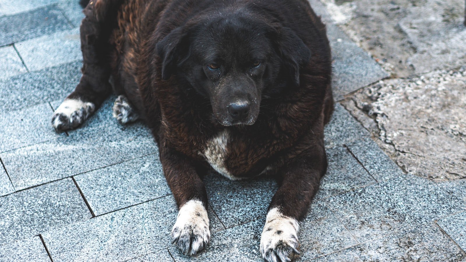 Cachorro pode comer mamão: cão de porte grande e acima do peso deitado na calçada