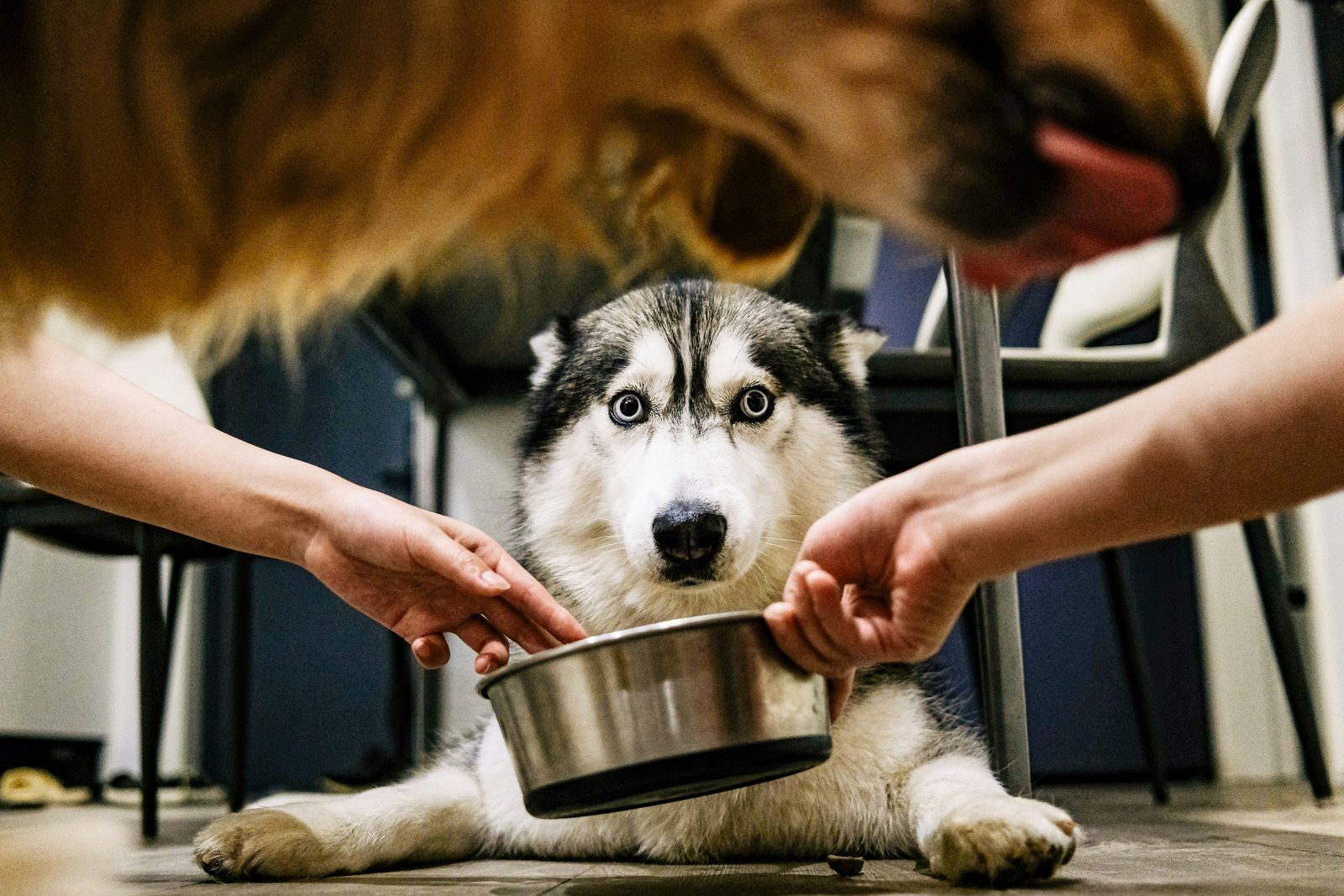 Cachorro vive quantos anos: husky sendo alimentado por duas mãos segurando uma tigela de metal