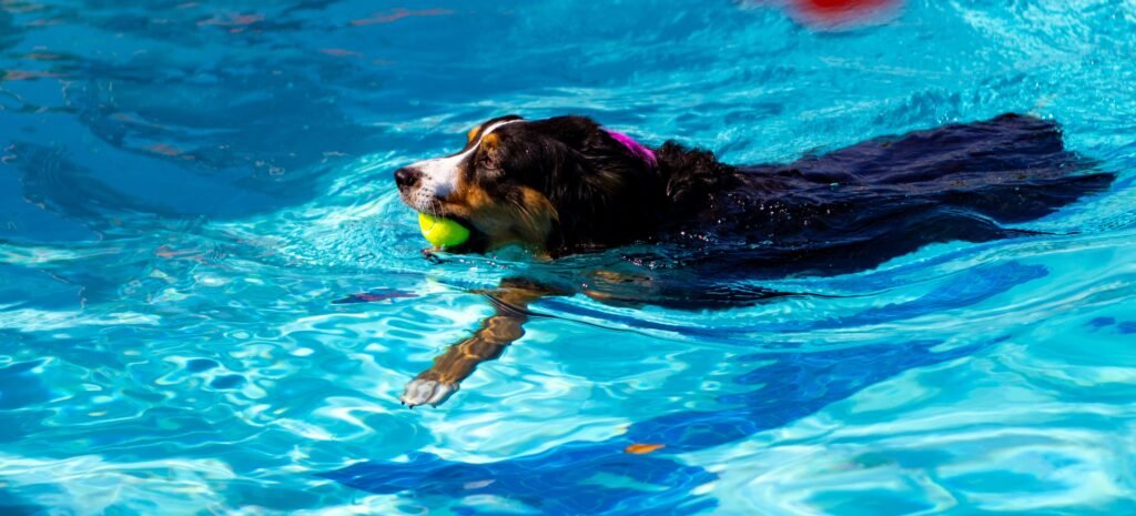 Cachorro vive quantos anos: cão nadando alegre em piscina com uma bolinha de tênis na boca