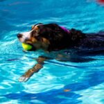 Cachorro vive quantos anos: cão nadando alegre em piscina com uma bolinha de tênis na boca