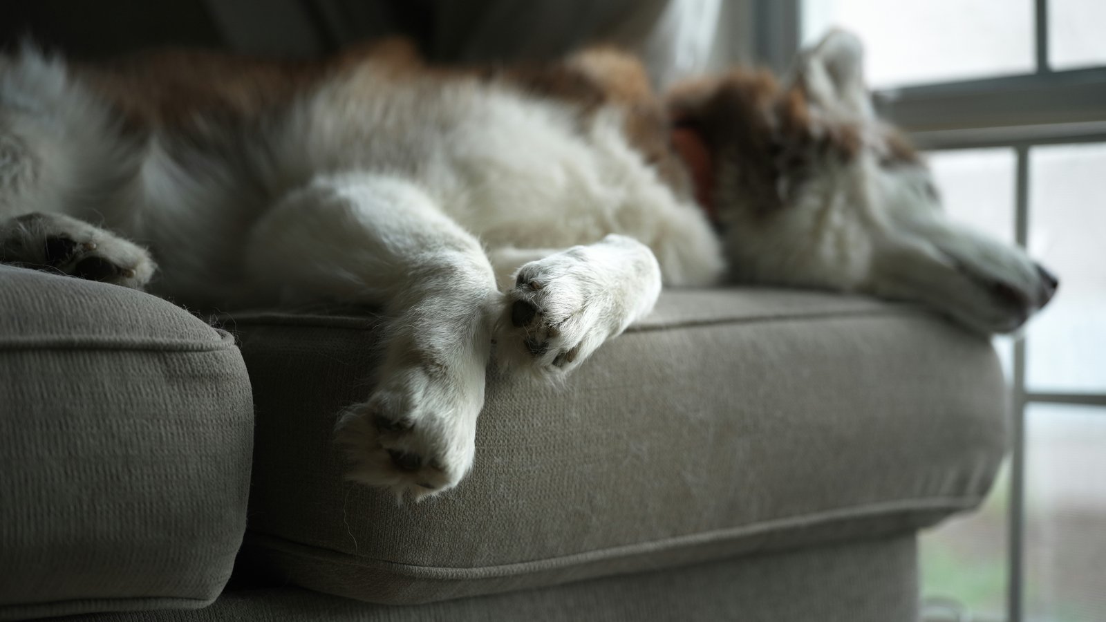 Cachorro vive quantos anos: patas de um cão felpudo descansando no braço de um sofá perto da janela