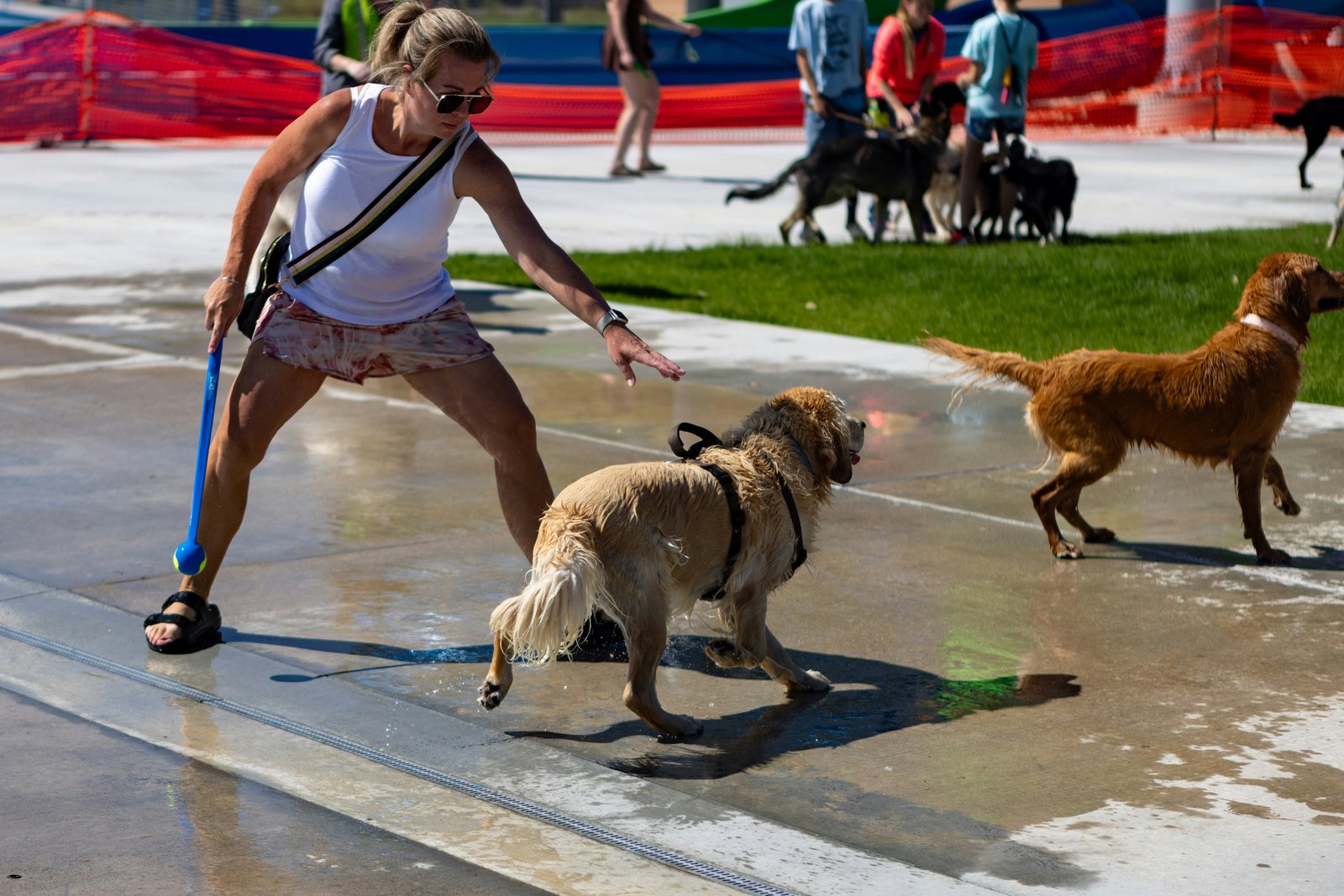 Cachorro vive quantos anos: tutora brincando de buscar com dois cães golden retriever em área externa