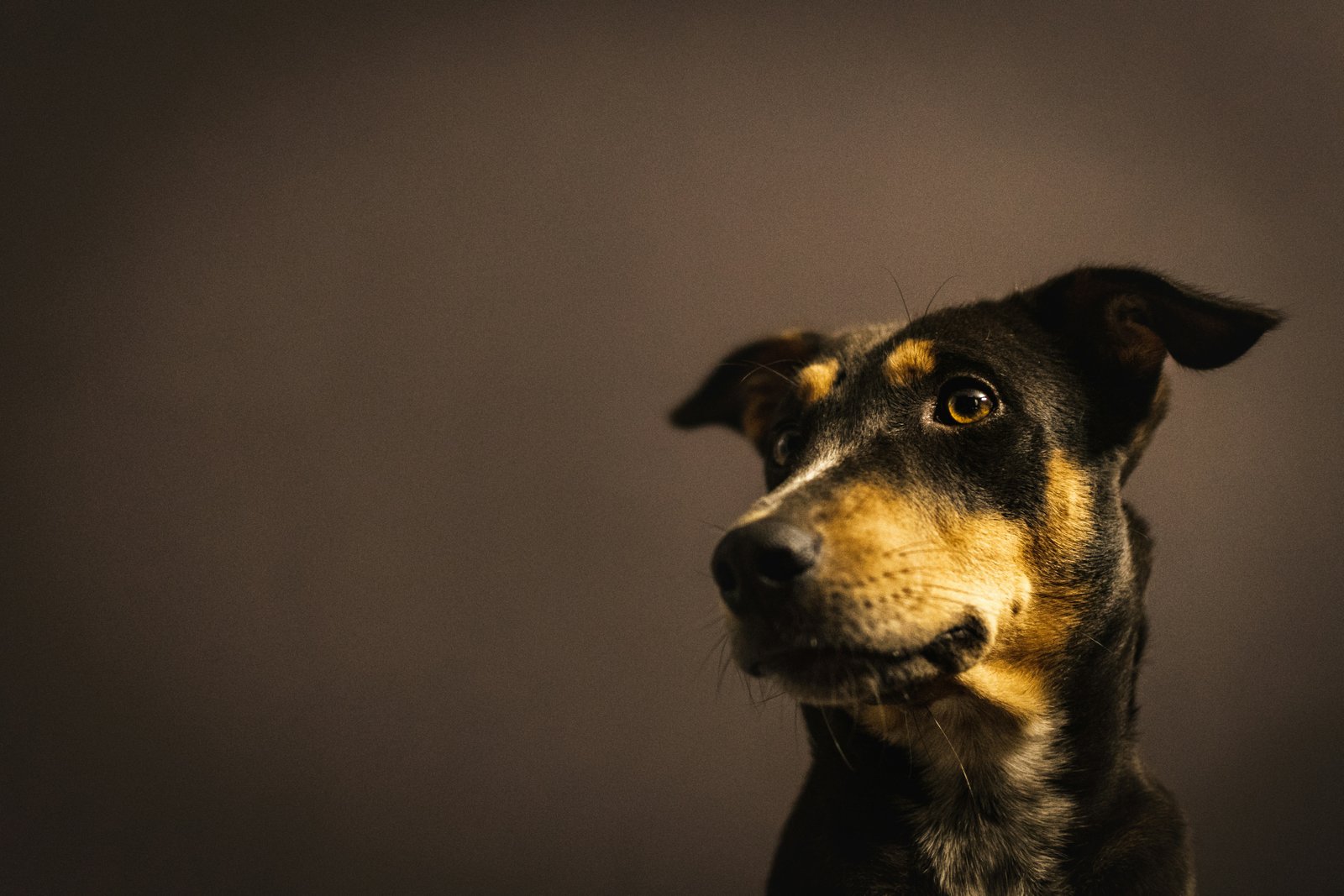 Cachorro vive quantos anos: cão de pelagem preta e caramelo olhando de forma curiosa para o lado em ambiente escuro