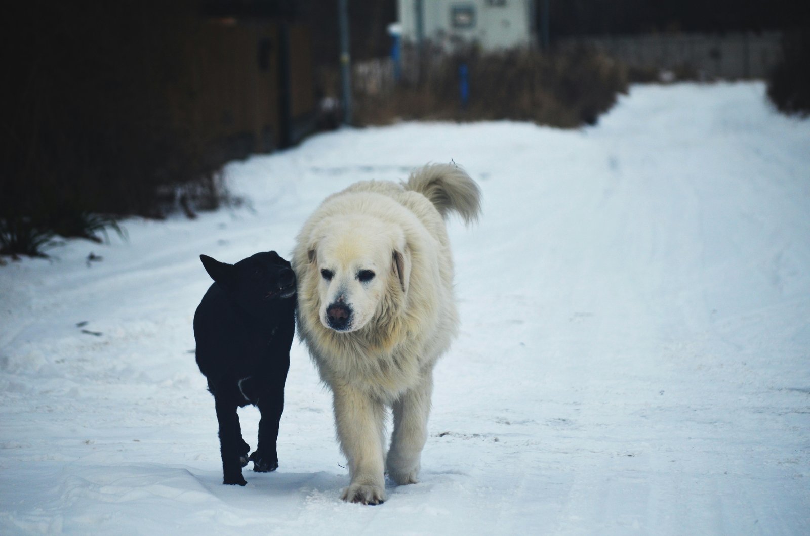 Cachorro vive quantos anos: cão grande de pelagem branca caminhando ao lado de um cão pequeno preto na neve