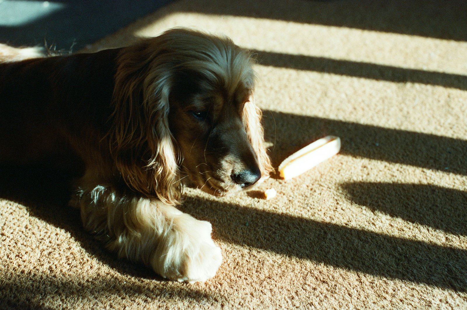 Cachorro vive quantos anos: cão de pelagem longa descansando no chão com luz e sombra marcadas ao fundo