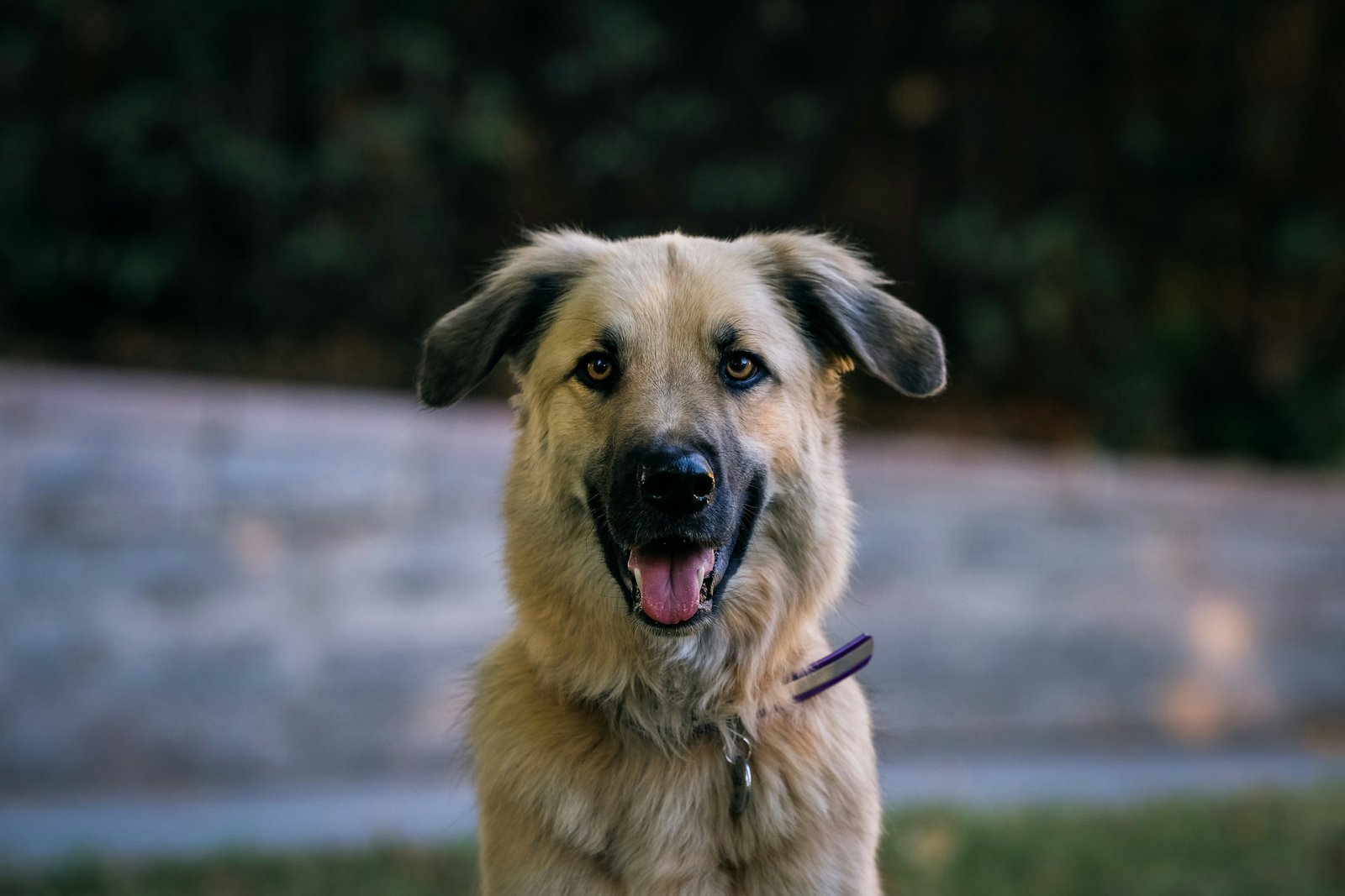Cachorro vive quantos anos: vira-lata de pelagem bege sorrindo ao ar livre