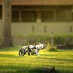 Cadeira de rodas para cachorro: cão branco correndo livre em gramado ensolarado usando o equipamento