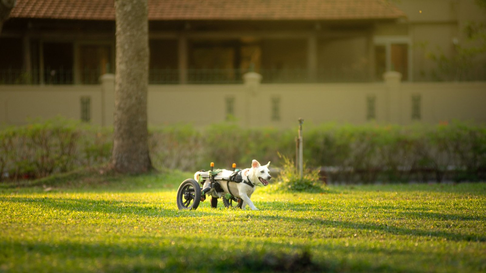 Cadeira de rodas para cachorro: cão branco correndo livre em gramado ensolarado usando o equipamento