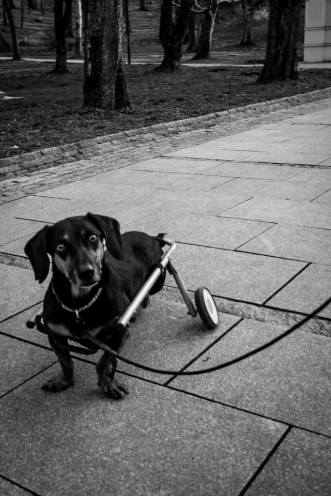 Cadeira de rodas para cachorro: dachshund preto parado em calçada de pedra usando o carrinho de apoio traseiro, foto em preto e branco