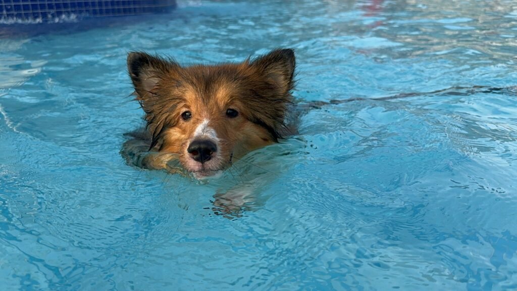 Cadeira de rodas para cachorro: cão nadando em piscina de hidroterapia com a cabeça acima da água