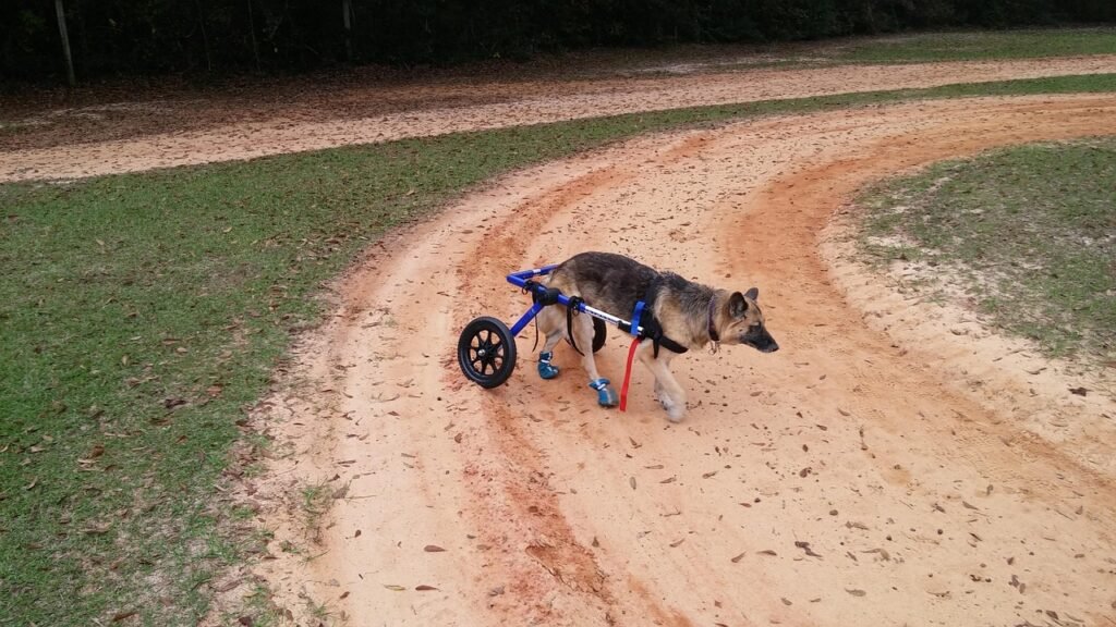 Cadeira de rodas para cachorro: pastor-alemão idoso caminhando em trilha de terra com cadeira de rodas azul e botinhas nas patas