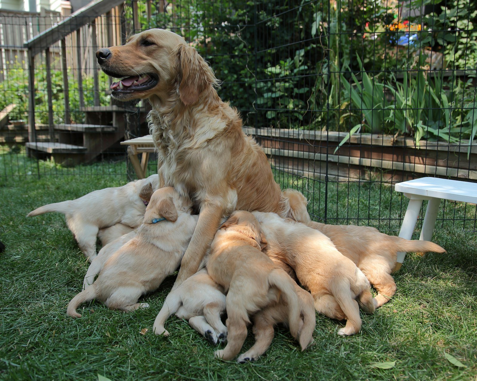 Cálcio para cachorro: cadela golden retriever amamentando vários filhotes no jardim