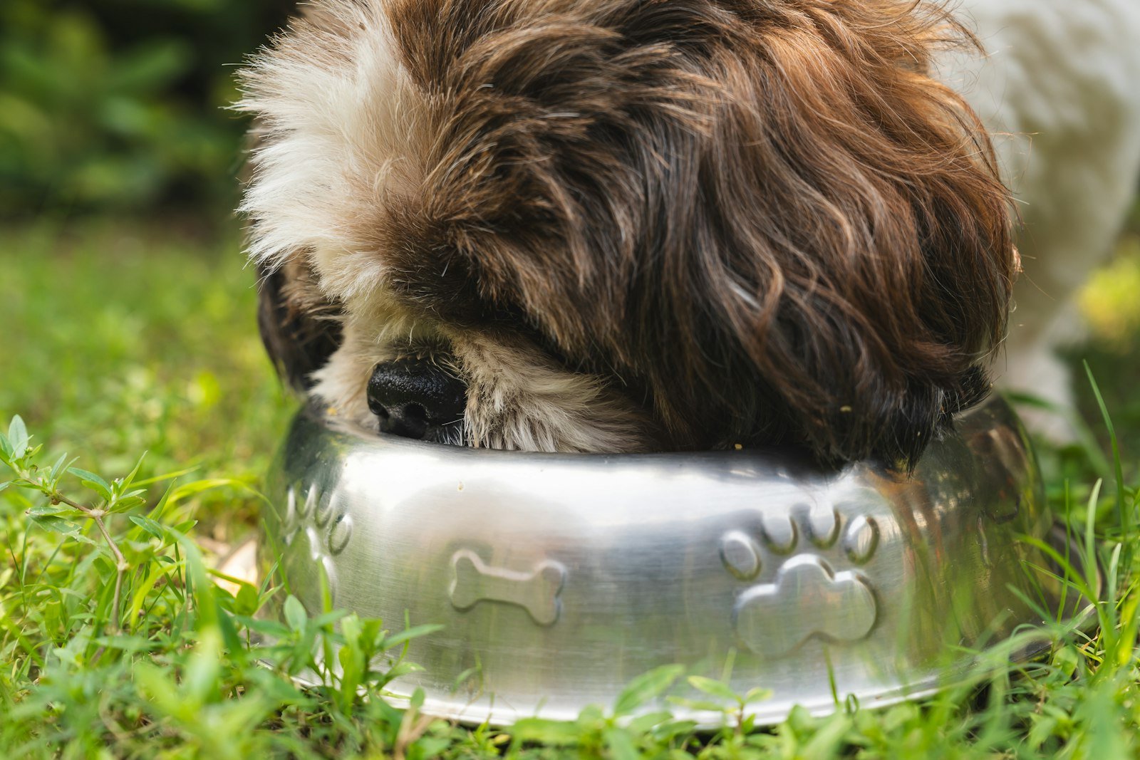 Cálcio para cachorro: cão comendo porção de ração em vasilha metálica
