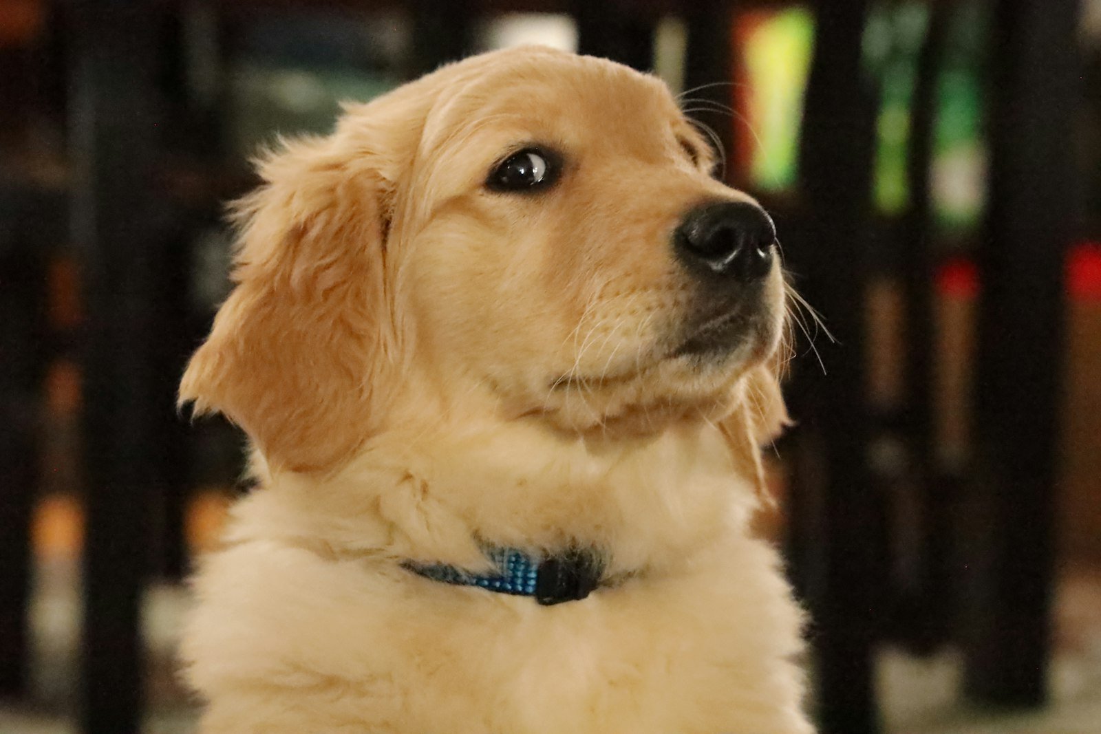 Cálcio para cachorro: filhote de golden retriever, raça grande em fase de crescimento