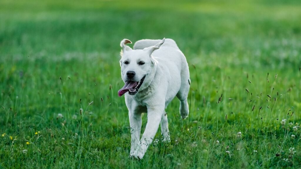 Cálcio para cachorro: labrador branco saudável correndo em gramado verde