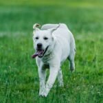 Cálcio para cachorro: labrador branco saudável correndo em gramado verde