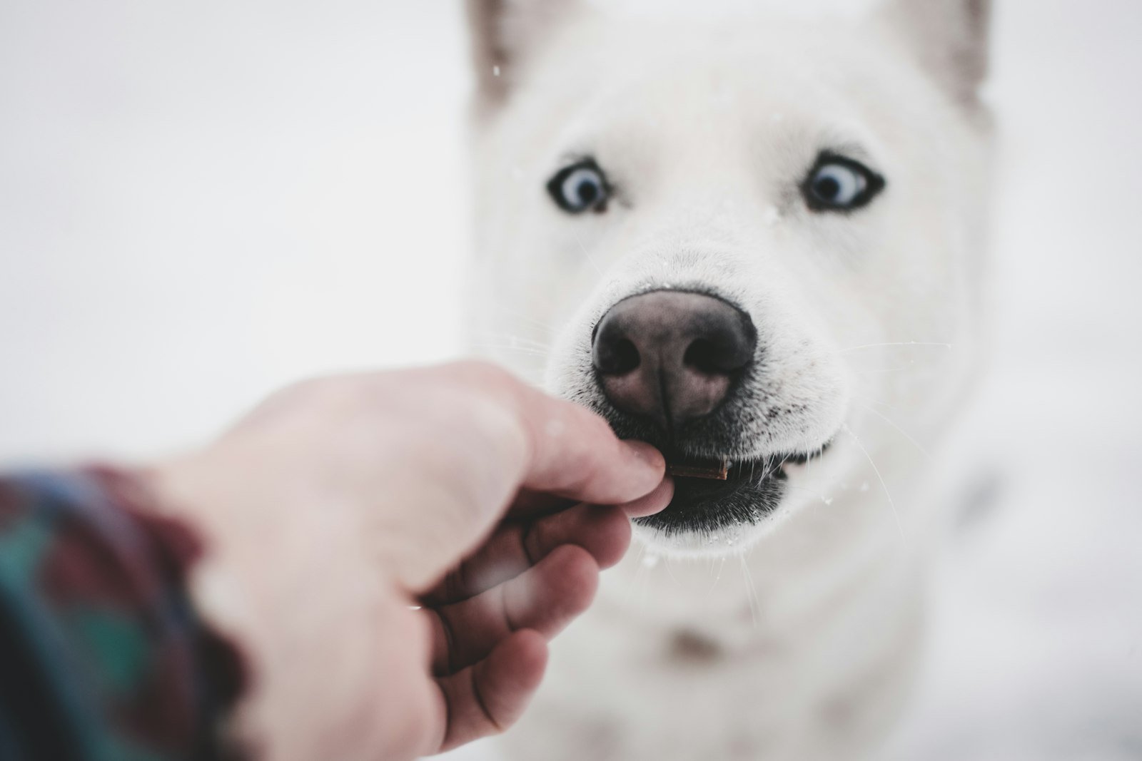 Cálcio para cachorro: tutor oferecendo suplemento na mão para o cão