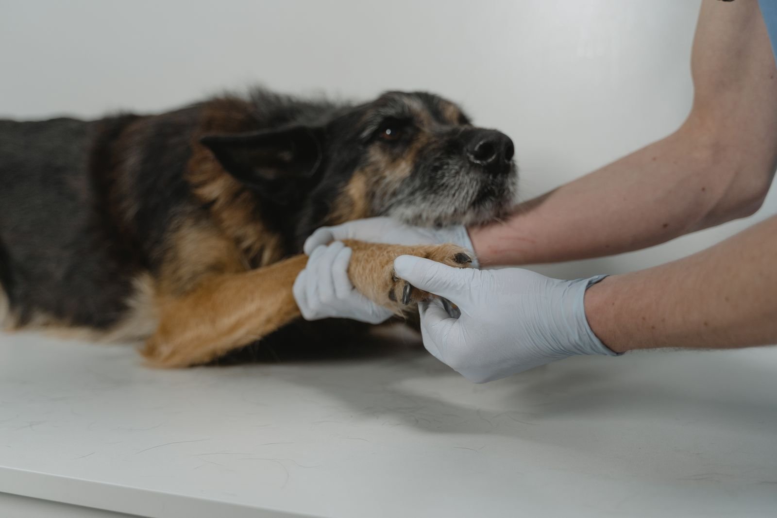 Cálcio para cachorro: veterinária examinando com cuidado a pata de um cão idoso