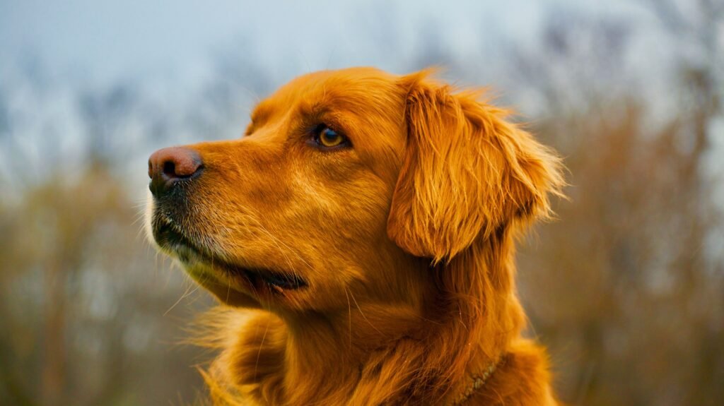Ômega 3 para cachorro em retrato de golden retriever com pelagem brilhante e saudável