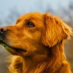 Ômega 3 para cachorro em retrato de golden retriever com pelagem brilhante e saudável