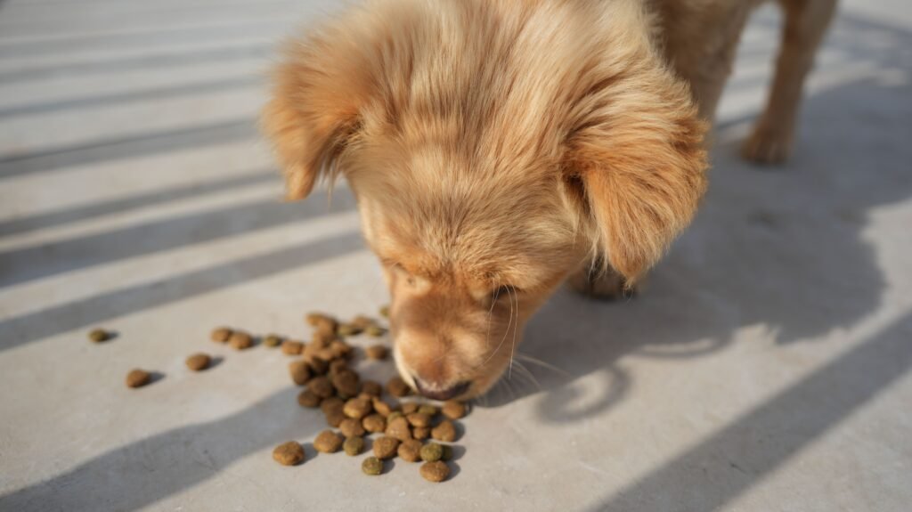 Ração hipoalergênica para cachorro: filhote de golden retriever comendo croquetes no chão, ao ar livre, sob luz de sol