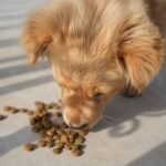 Ração hipoalergênica para cachorro: filhote de golden retriever comendo croquetes no chão, ao ar livre, sob luz de sol
