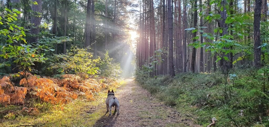 Chakras do cachorro: buldogue francês caminha por trilha na floresta com raios de sol entre as árvores