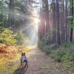 Chakras do cachorro: buldogue francês caminha por trilha na floresta com raios de sol entre as árvores