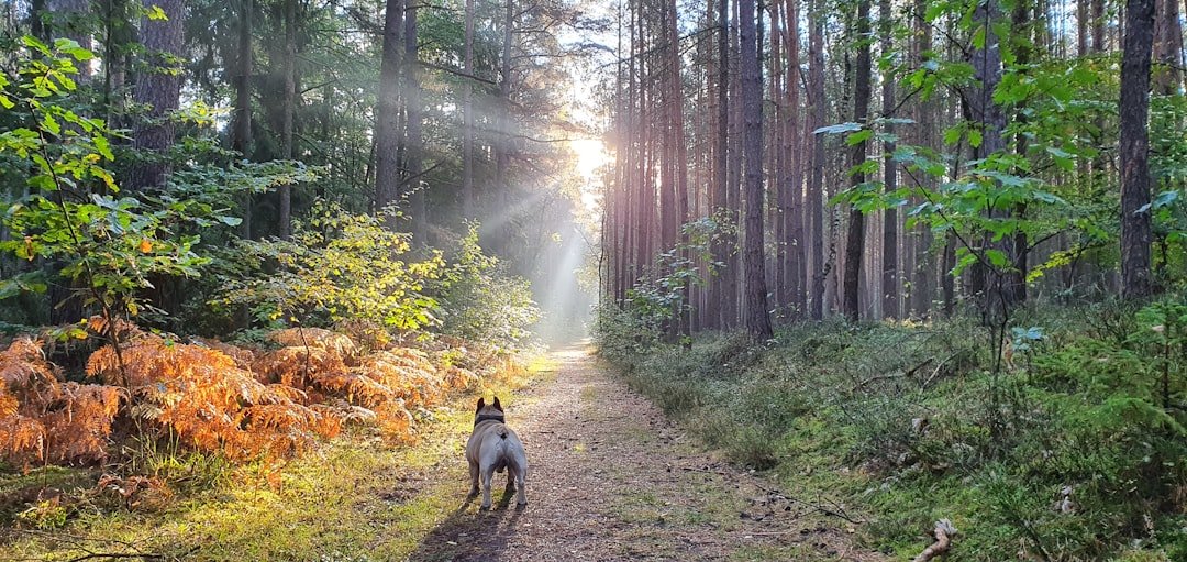Chakras do cachorro: buldogue francês caminha por trilha na floresta com raios de sol entre as árvores