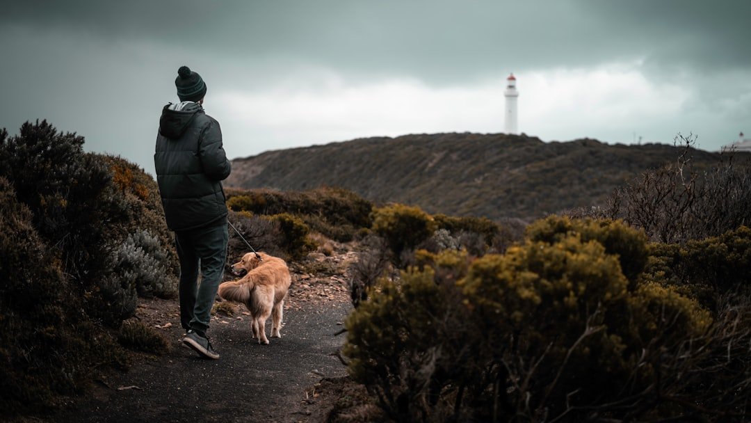 Chakras do cachorro: tutor caminhando com golden retriever em trilha na natureza